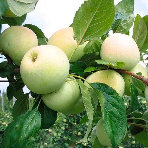 Pommier - Bravo de Esmolfe