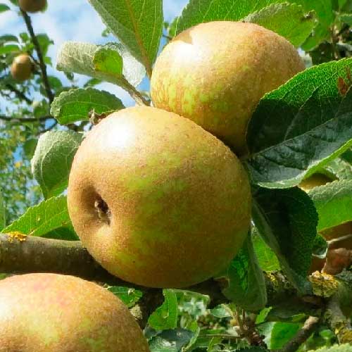 Pommier - Court pendu gris