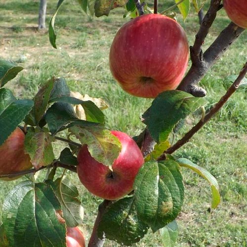 Pommier - Provençale rouge d’hiver