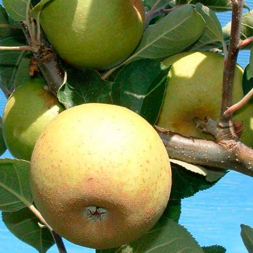 Pommier - Reinette Clochard
