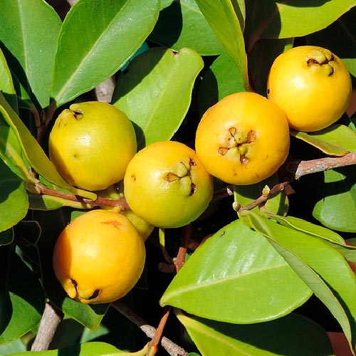 Goyavier Fraise - Jaune