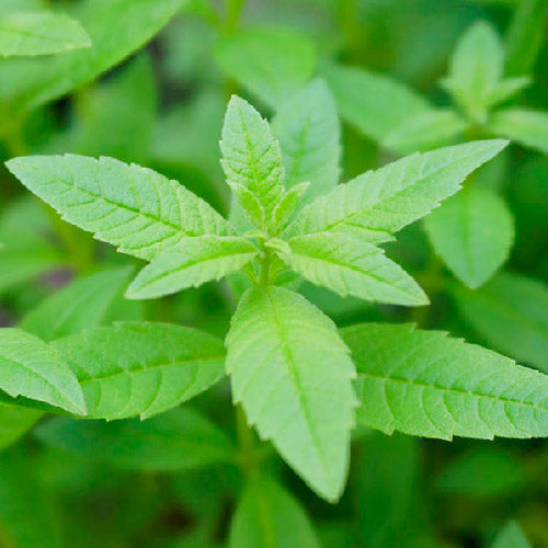 Verveine Citronnelle