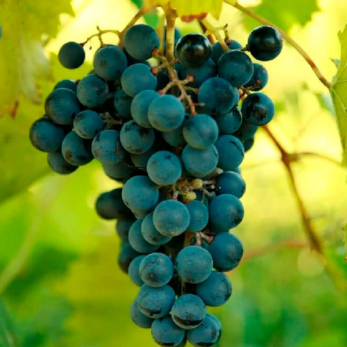 Vigne - Chambourcin