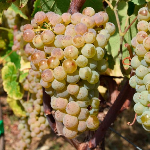 Vigne - Floréal