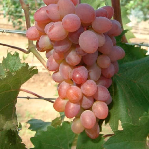 Vigne - Katharina