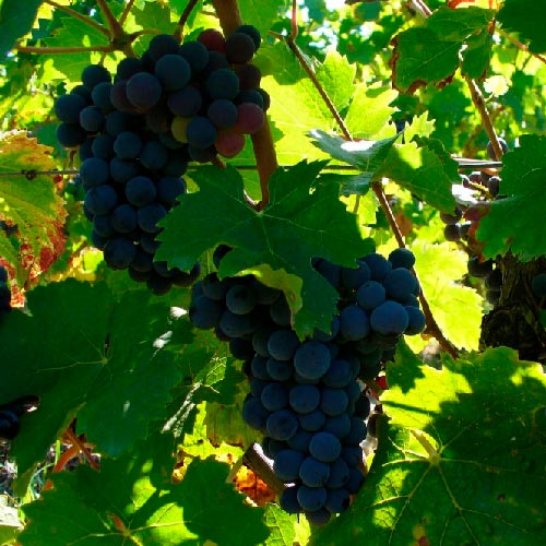 Vigne - Muscat Bleu Garnier