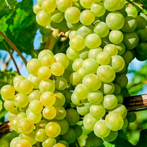 Vigne - Muscat polonais