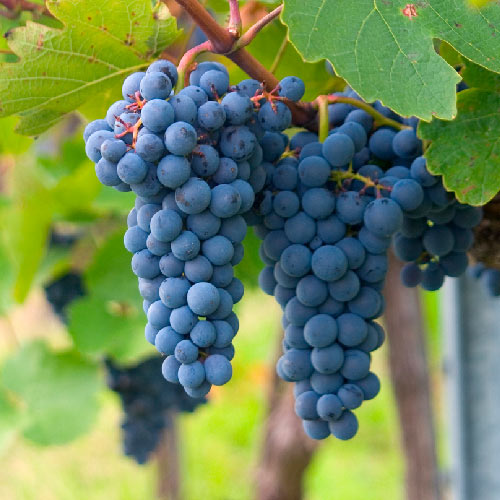 Vigne - Villard Noir